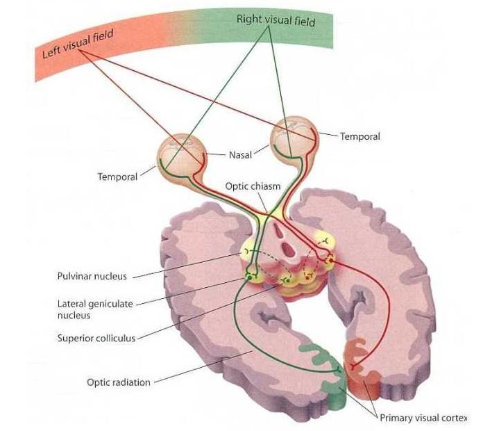 Зрительный путь