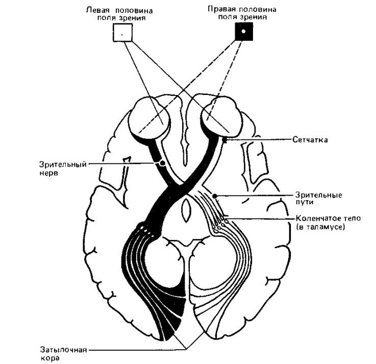 Схема зрительного пути