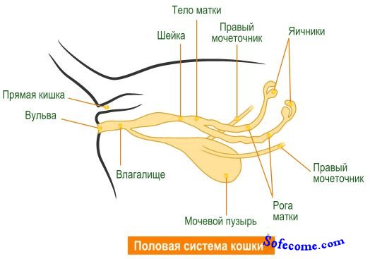 Анатомия и физиология кошки