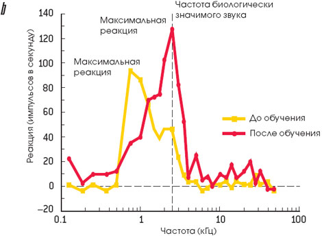 Когда какой-либо тон приобретает для животного особую значимость, первоначальная настройка клеток изменяется (b). 