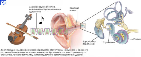 ЗВУКИ И МОЗГ