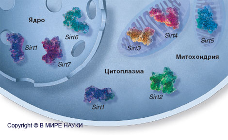 ФЕРМЕНТ SIR2 И СТРЕСС