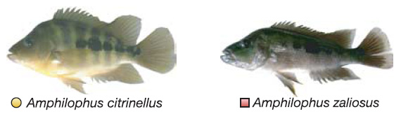 Цихлиды A.citrinellus и A.zaliosus из озера Апойо (Никарагуа). Рис. из статьи в Nature