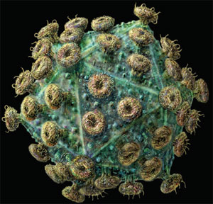 Вирус иммунодефицита человека (ВИЧ)