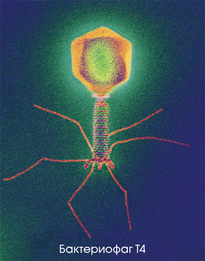 Бактериофаг Т4