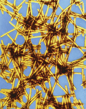 Вирус табачной мозаики