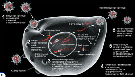 РЕПЛИКАЦИЯ ВИРУСА