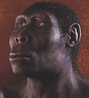 По-видимому, многие разновидности древних людей, до сих пор считавшиеся вымершими тупиковыми ветвями, не исчезли бесследно. Их прямые потомки живут и поныне&nbsp;— это мы с вами (изображение с сайта www.d.umn.edu)