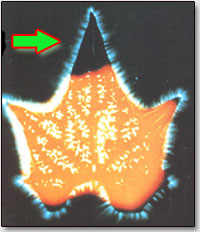 Оторванная часть листочка растения даёт свечение - фантом-эффект!