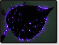 Фотография листа растения, сделанная через прозрачный электрод.