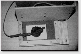 Контактная чб фотография листочка растения (с заземлением)