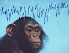 Биологическая Обратная Связь, усигием мозга