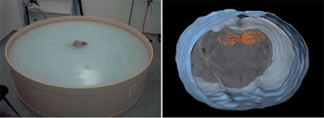 Трехмерная карта активности генов в мозге животного (справа) обучавшегося находить расположение спрятанной под водой платформы (слева). Оранжевые точки в мозге — нейроны гиппокампа (структуры, отвечающей за формирование памяти), участвующие в запоминанании места платформы (фото: www.sciam.ru)