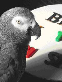 Говорят, что серые попугаи или жако живут до 100 лет. Так что у 28-летнего Алекса ещё всё впереди (фото Jenny Pegg).