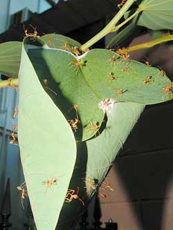 Некоторые муравьи делают гнезда из зеленых листьев растений, склеивая их паутиной, которую вырабатывают личинки. Фото С.Барнетта с сайта commons.wikimedia.org