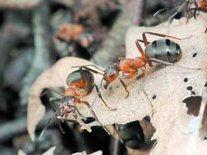 Момент принятия решения. Куда ползти дальше? Фото П.&nbsp;Корзуновича («Наука и жизнь»)