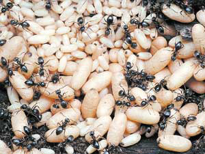 Муравьи заботливо ухаживают за будущим потомством, поддерживая оптимальный температурно-влажностный режим яиц, личинок и куколок. На снимке: окуклившиеся коконы, из которых должны появиться взрослые особи. Фото П.Корзуновича («Наука и жизнь»)