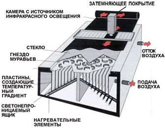 Стеклянный муравейник для наблюдения за его обитателями в темноте при инфракрасном освещении. Нагревательные элементы создают в муравейнике зоны с разной температурой, и можно наблюдать, как по этим зонам распределяются разные виды деятельности обитателей (изображение: «Наука и жизнь»)