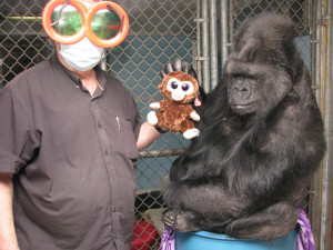 Горилла Коко