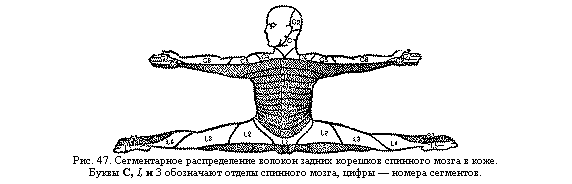 Подпись:  
Рис. 47. Сегментарное распределение волокон задних корешков спинного мозга в коже.
Буквы С, I, и 3 обозначают отделы спинного мозга, цифры — номера сегментов.
