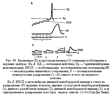 Подпись:  
Рис. 49. Временная (Л) и пространственная (5) суммация возбуждения в нерв-ных центрах. На А: ПД — потенциал действия, Кр.—" критический уровень деполяризации, ВПСП — возбуждающие  постсинаптические потенциалы, МГ — механограмма мышечного сокращения, Р — последовательные подпорого-вые раздражения (1—6) одного и того же нервного:
волокна.
На Б: ВПСП в мотонейроне длинной малоберцовой мышцы в ответ на раздражение (Р) нервных волокон, идущих от короткой малоберцовой мышцы (/), длиного разгибателя пальцев (2), длинной малоберцовой мышцы (3), и на одновременное раздражение всех трех  нервов  вместе  (1+2+3) (по Дж. Экклсу)


