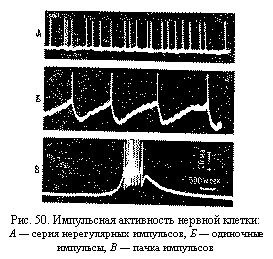 Подпись:  
Рис. 50. Импульсная активность нервной клетки:
А — серия нерегулярных импульсов, Б — одиночные импульсы, В — пачка импульсов
