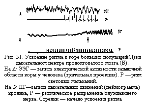 Подпись:  
Рис. 51. Усвоение ритма в коре больших полушарий (Л) и в дыхательном центре продолговатого мозга (Б).
На А: ЭЭГ — запись электрической активности затылочной области коры у человека (зрительная проекция). Р — ритм световых мельканий.
На Б: ПГ—запись дыхательных движений (пеймограмма) кролика, Р — ритмическое раздражение блуждающего нер-ва. Стрелки — начало усвоения ритма

