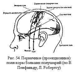 Подпись:  Рис. 54. Первичные (проекционные) по-ля коры больших полушарий (по В. Пен-фильду, Л. Робертсу)