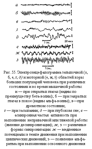 Подпись:  
Рис. 55. Электроэнцефалограмма затылочной (о, б, е, г, д) и моторной (е, ж, з) областей коры больших полушарий человека при различных состояниях и во время мышечной работы:
и — при открытых глазах (видны по преимуще-ству бета-волны); б — при закрытых глазах в покое (видны альфа-волны); в—при дремотном состоянии;
г — при засыпании; д — при глубоком сне; е — асинхронная частая  активность при выполне-нии  непривычной или тяжелой работы (явление десинхронизации); ж, э — различные формы синхронизации: ж — медленные потенциалы в темпе движения при выполнении циклических движений; э — появление альфа-ритма при выполнении освоенного движения

