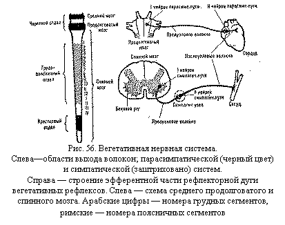 Подпись:  
Рис. 56. Вегетативная нервная система.
Слева—области выхода волокон; парасимпатической (черный цвет) и симпатической (заштриховано) систем.
Справа — строение эфферентной части рефлекторной дуги вегета-тивных рефлексов. Слева — схема среднего продолговатого и спин-ного мозга. Арабские цифры — номера грудных сегментов, римские — номера поясничных сегментов
