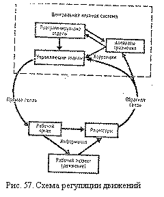 Подпись:  
Рис. 57. Схема регуляции движений

