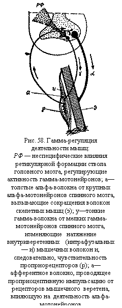Подпись:  
Рис. 58. Гамма-регуляция деятельно-сти мышц:
РФ — неспецифические влияния ретикулярной формации ствола голов-ного мозга, регулирующие активность гамма-мотонейронов; а—толстые альфа-волокна от крупных альфа-мотонейронов спинного мозга, вызы-вающие сокращения волокон скелет-ных мышц (э); у—тонкие гамма-волокна от мелких гамма-мотонейронов спинного мозга,   изме-няющие   натяжение внутриверетен-ных    (интрафузальных — и) мышеч-ных волокон и, следовательно, чувствительность    проприорецепторов (р); а—афферентное волокно, проводящее проприоцептивную импульсацию от рецепторов мышечного  веретена, влияющую на  деятельность альфа-мотонейронов
