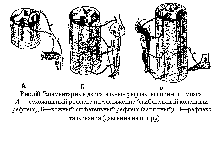 Подпись:  
Рис. 60. Элементарные двигательные рефлексы спинного мозга:
А — сухожильный рефлекс на растяжение (сгибательный коленный реф-лекс), Б—кожный сгибательный рефлекс (защитный), В—рефлекс отталкивания (давления на опору)

