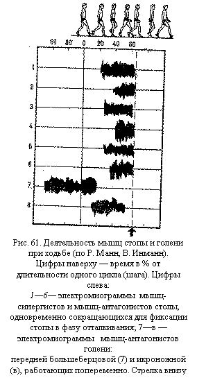 Подпись:  
Рис. 61. Деятельность мышц стопы и голени при ходьбе (по Р. Манн, В. Инманн).
Цифры наверху — время в % от дли-тельности одного цикла (шага). Цифры слева:
1—6— электромиограммы  мышц-синергистов и мышц-антагонистов столы, одновременно сокращающихся для фиксации стопы в фазу отталкивания; 7—в — электро-миограммы   мышц-антагонистов голени:
передней большеберцовой (7) и икроножной (в), работающих попеременно. Стрелка внизу и пунктирная  линия — момент отделения стопы от опоры


