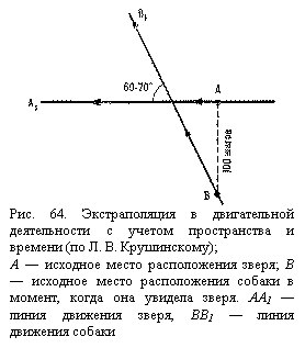 Подпись:  
Рис. 64. Экстраполяция в двигательной дея-тельности с учетом пространства и времени (по Л. В. Крушинскому);
А — исходное место расположения зверя; В — исходное место расположения собаки в момент, когда она увидела зверя. АА1 — ли-ния движения зверя, ВВ1 — линия движения собаки

