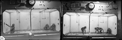 Самка макаки (крайняя слева на первой фотографии) быстро поняла, что с помощью рычага можно успокоить своего соседа по клетке – задиристого доминирующего самца. Рычаг посылал сигнал на стимосивер в его мозге, и гнев проходил. Крайний справа на левой фотографии – умиротворенный самец. На другой фотографии он снова стал агрессивен. В начале 60  х гг. Дельгадо провел множество подобных исследований, изучая влияние стимуляции мозга на социальные взаимоотношения.