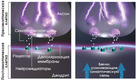 ПЕРЕДАЧА СИГНАЛА В СИНАПСЕ