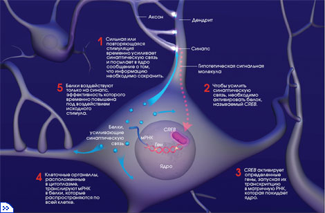 КАК ГЕНЫ ЗАСТАВЛЯЮТ ПАМЯТЬ СОХРАНЯТЬСЯ