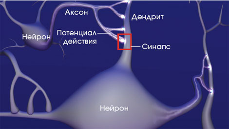 УСИЛЕНИЕ СИНАПТИЧЕСКОЙ ПЕРЕДАЧИ