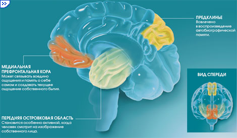 Выделенные на рисунке области мозга участвуют в обработке или воспроизведении информации, связанной со своей личностью, или поддерживают целостный образ собственного «Я» в различных ситуациях. На рисунке слева для наглядности удалено левое полушарие, за исключением передней островковой области.