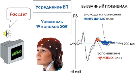 Механизм избирательного внимания к словесным сигналам. При необходимости запоминать все слова - будь то прочитанные или услышанные - вызванные потенциалы различаются в поздней части ответа, относящейся к когнитивным компонентам ВП. Сдвиг отрезка вызванного потенциала в сторону позитивности при запоминании нужных слов (красная заливка) и в сторону негативности при торможении запоминания ненужных слов (синяя заливка)