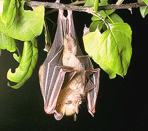 Летучие мыши, как известно, спят вниз головой (фото с сайта www.earthsbirthday.org)