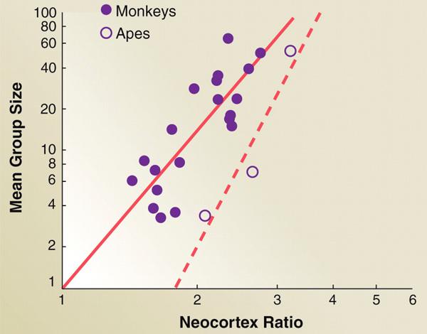      ( )    (    )   (monkeys)    (apes) (R. I. M. Dunbar, 1992. Neocortex size as a constraint on group size in primates // Journal of Human Evolution. V. 22(6). P. 469–493).    dericbownds.net