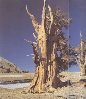 Одно из самых старых деревьев на земле – сосна, растущая в Калифорнии (США). Ей более 4000 лет (фото с сайта home.austarnet.com.au)