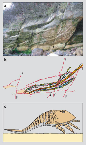 Гигантский ракоскорпион, следы которого обнаружены недавно в Шотландии, ползал по земле в визейском веке раннего карбона. Сегодня считается, что это было 330 миллионов лет назад (рисунок из: Nature, vol. 438, 1 December 2005, p. 576)