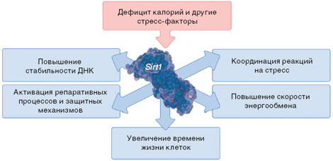 Фермент Sirt1 ответствен за состояние здоровья и увеличение продолжительности жизни в условиях дефицита калорий у млекопитающих. Недостаток пищи и другие биологические стресс-факторы повышают активность Sirt1, а тот, в свою очередь, влияет на внутриклеточные процессы. Стимулируя выработку различных сигнальных молекул, например, инсулина, Sirt1 может регулировать ответ на стресс организма в целом. Действие этого фермента осуществляется через его влияние на другие белки. 