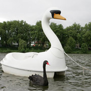 Владелец водного велосипеда надеется, что лебедь рано или поздно всё поймёт и не будет "слишком убитым горем" (фото с сайта wdr.de).