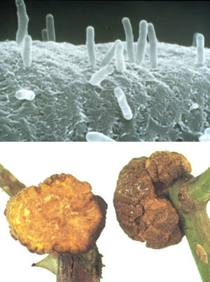 Agrobacterium tumefaciens поражает стебли и листья некоторых растений, причем ее Ti-плазмиды умеют встраивать часть своей ДНК в хромосому растительной клетки (на фото вверху). Получив такой подарок, клетки начинают бурно делиться, превращаясь в разрастание рыхлой ткани — корончатый галл (на фото внизу), и вырабатывать ряд экзотических веществ, которыми и питаются трансформировавшие их бактерии. Для человека Ti-плазмиды ценны именно тем, что умеют не просто доставлять нужные гены в растительную клетку, но и встраивать их внутрь ее родных хромосом (изображение с сайтов www.genomenewsnetwork.org и oregonstate.edu)
