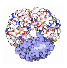 Изображенный здесь белок бактериородопсин способен творить чудеса с падающим на него светом (изображение с сайта www.rcsb.org)