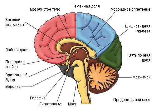 Схема строения головного мозга 